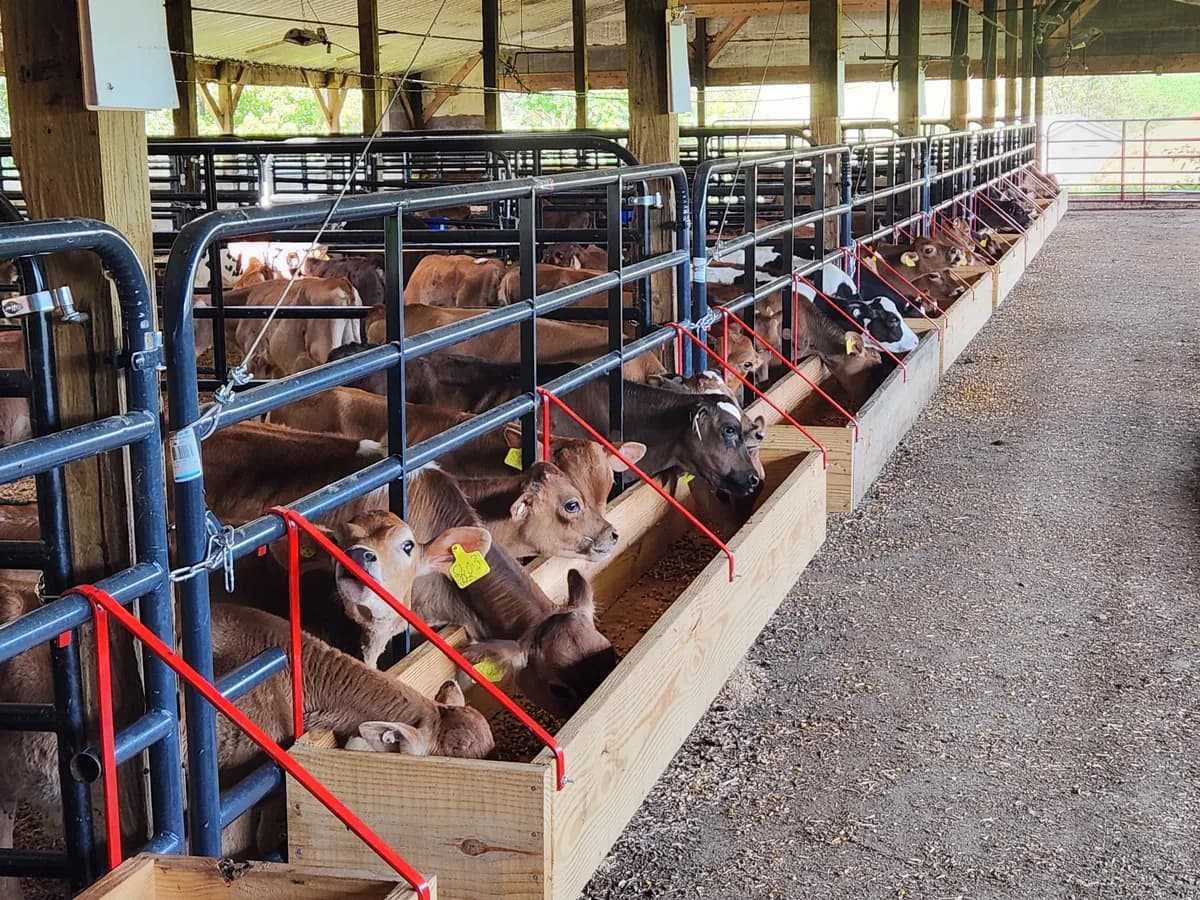 Calves eating from feed bunks during an on-site research trial