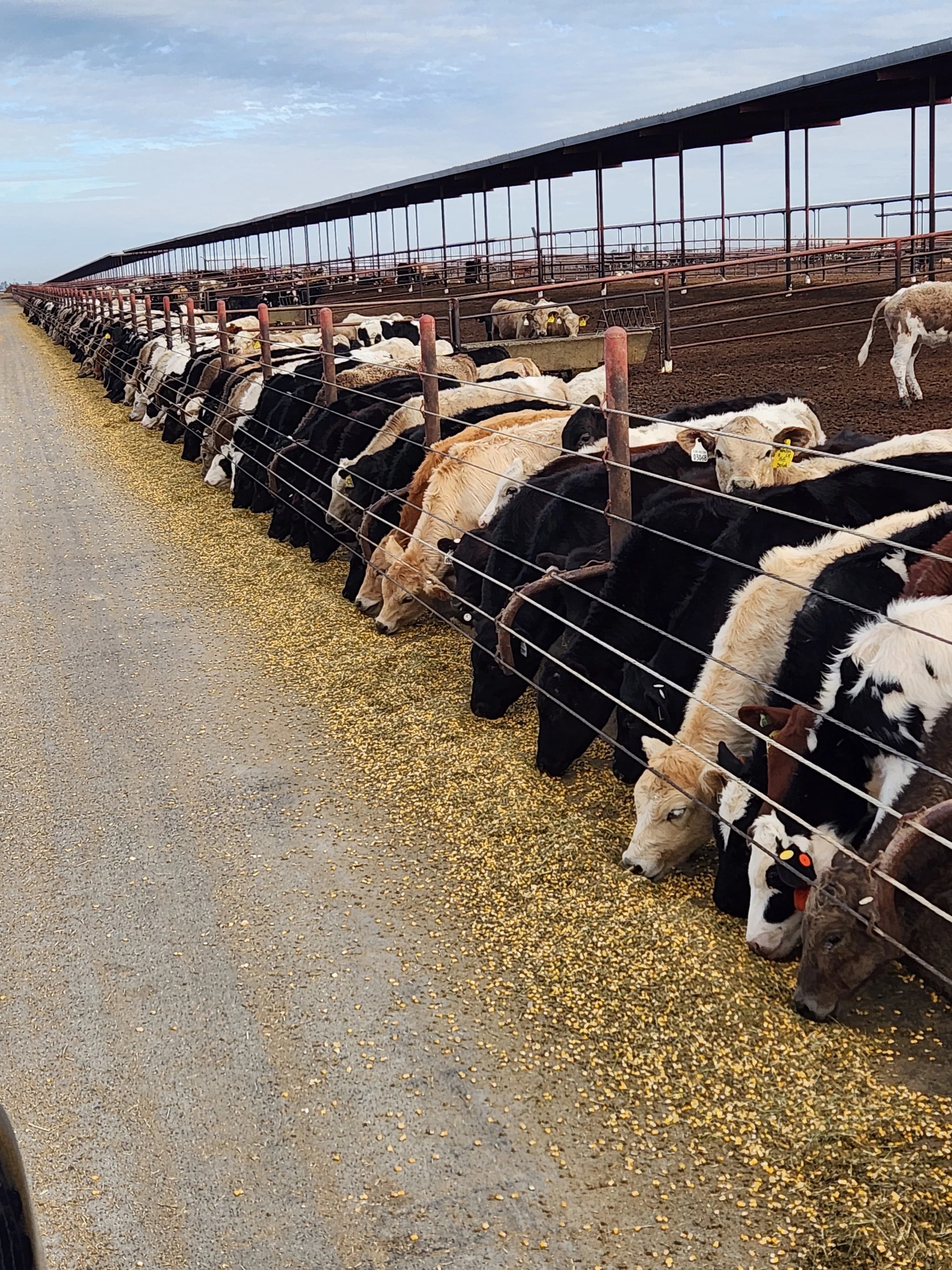 Calves feeding on the BABY DOLL program
