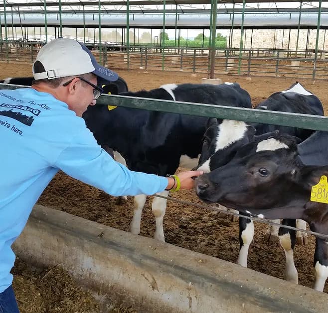 Calves raised under Dr. Drew's calf raising support program