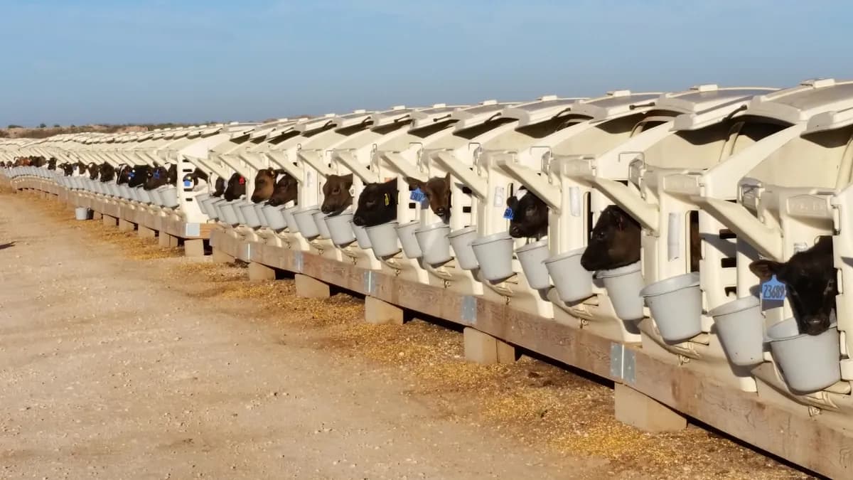 Rows of calf hutches with calves at a calf ranch