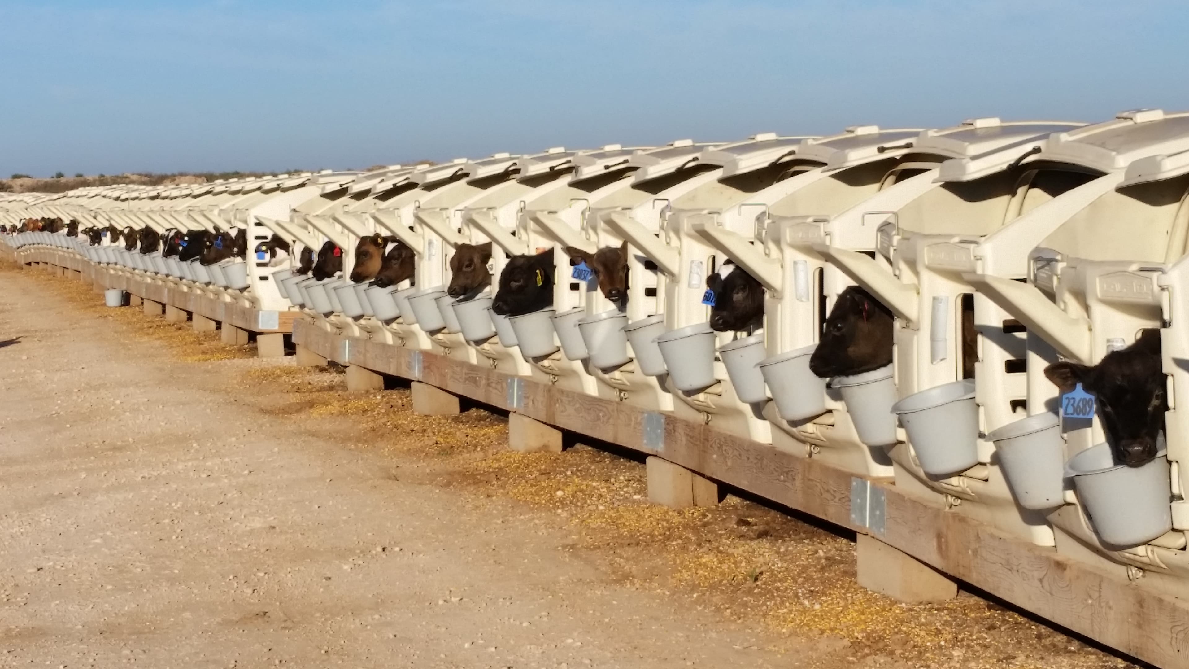Rows of calf hutches at the Nouriche Research Farm