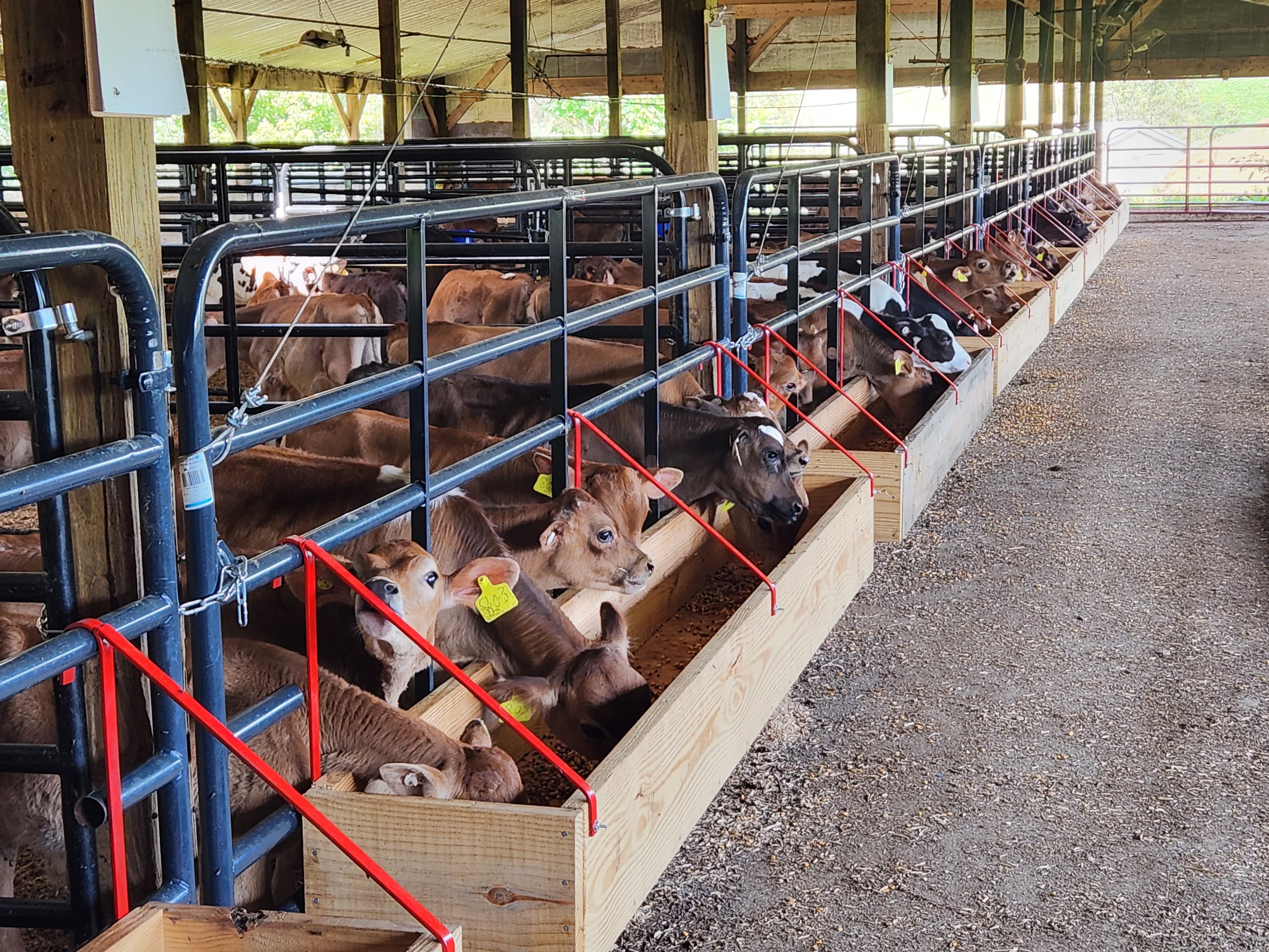 Calves at the Nouriche Research Farm