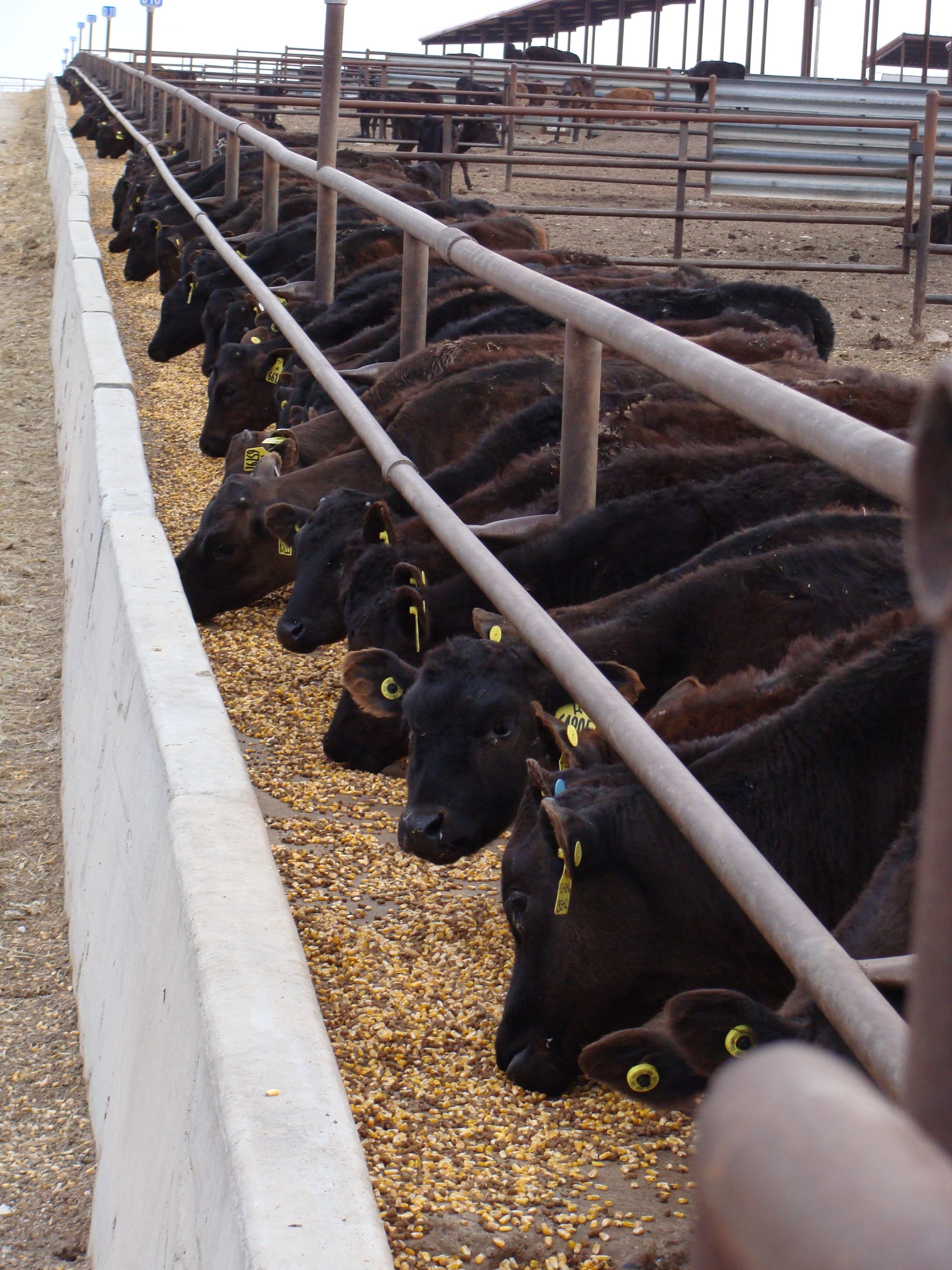 Calves at a calf ranch